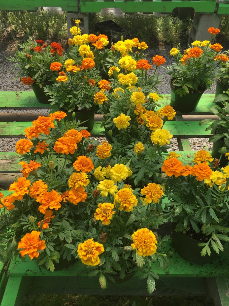 Marigolds in a garden