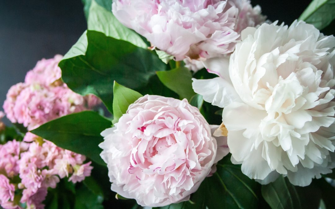 Growing Peonies