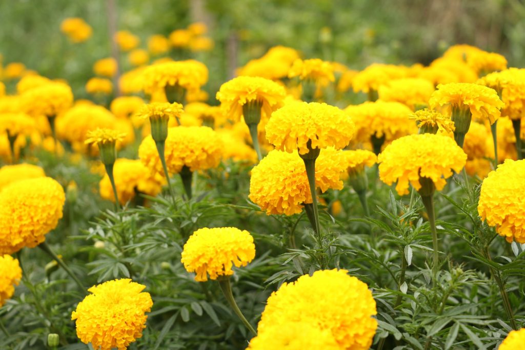 Yellow Marigolds